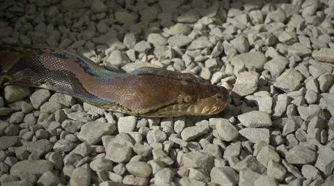 Python reticulatus closeup moving on the ground. Super slow motion 240fps. Stock-Footage 65441207