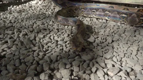 Python reticulatus closeup moving on the ground. Super slow motion 240fps. Stock-Footage 65441296