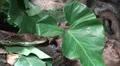 Python reticulatus closeup moving looking up HD Footage