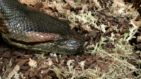 Python reticulatus Vidéo 817578
