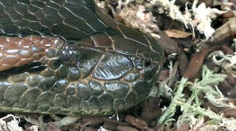 Python reticulatus 库存影片 825919