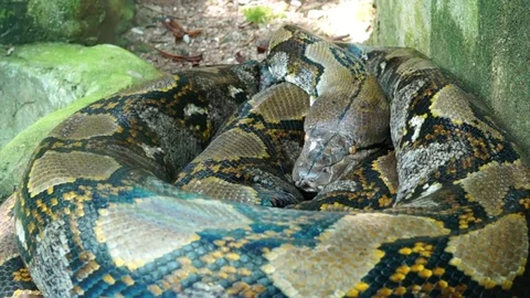 Python reticulatus 스톡 동영상 72400191