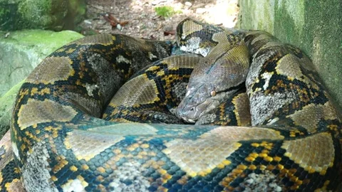 Python reticulatus 스톡 동영상 72400238