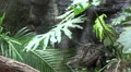 Python reticulatus moves upward between rainforest palms HD Footage