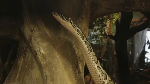 Python rises vertically up, without any support, python crawls through the cave Stock Footage 143574587