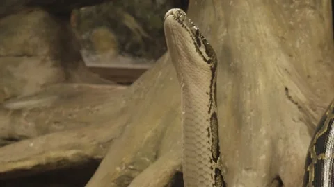 Python rises vertically up, without any support, python crawls through the cave Stock Footage 143575120