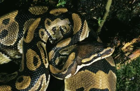 PYTHON ROYAL python regius 스톡 사진