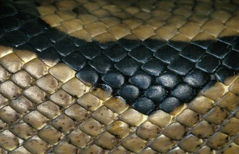 PYTHON ROYAL python regius Stock-Fotos