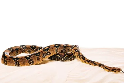 Python sand white background copy Stock Photos