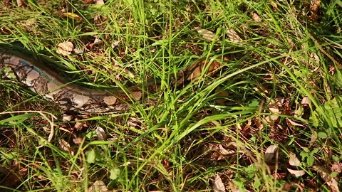 Python in search of prey Stock Footage 144073569