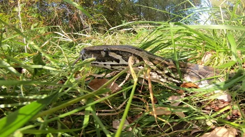 The python sensed its prey Video stock 153833800