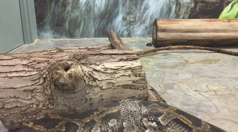 Python Shedding Stock Footage 56743027