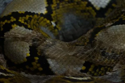 Python shedding its old skin, Ecdysis process,closeup shot. Stock Photos