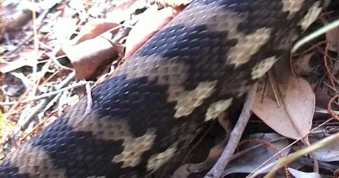 Python shedding skin 스톡 동영상 242729868