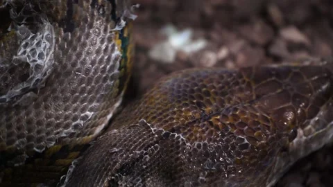 A python sheds its skin by crawling along the branches of a tree. reptiles Video stock 309227112