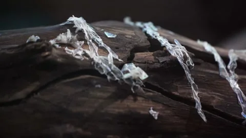 A python sheds its skin by crawling along the branches of a tree. reptiles 스톡 동영상 309227166