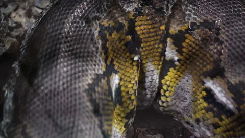 A python sheds its skin by crawling along the branches of a tree. reptiles Video stock 309227216