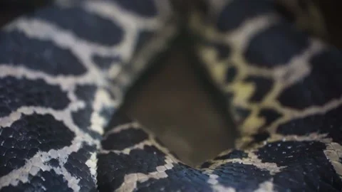 A python sheds its skin by crawling along the branches of a tree. reptiles Stock Footage 309227519