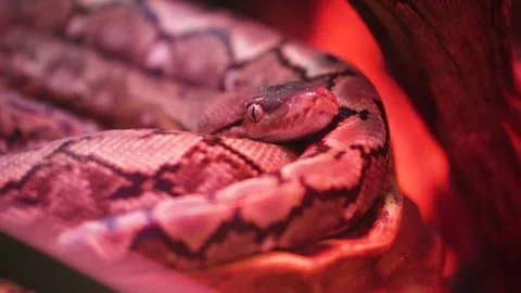A python sheds its skin by crawling along the branches of a tree. reptiles Stock Footage 309228239