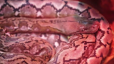 A python sheds its skin by crawling along the branches of a tree. reptiles Video stock 309228401