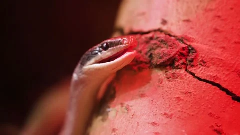 A python sheds its skin by crawling along the branches of a tree. reptiles Stock Footage 309228541
