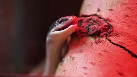 A python sheds its skin by crawling along the branches of a tree. reptiles 動画素材 309228675