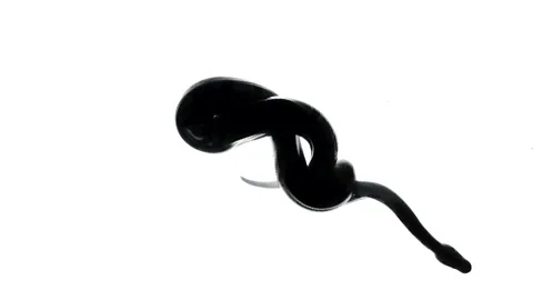 Python silhouette on white, camera from bottom Stock-Footage 153591840