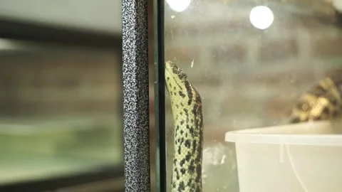 Python sitting on a branch in the zoo Stock Footage 263898160