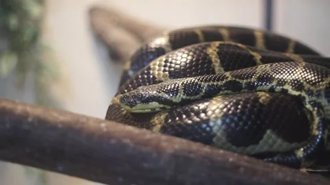 Python sitting on a branch in the zoo Video stock 263898441