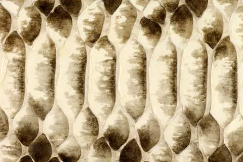 Python Skin Texture Stock Photos