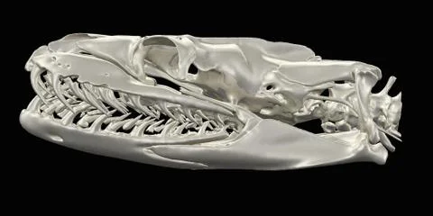 Python skull image from a CT scan Illustrazione stock