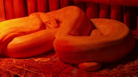 Python sleeps in a glass room at Chiang Mai Zoo. Video stock 290834906