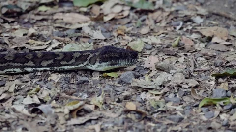 Python Slithering in Binna Burra Stock Footage 303533006
