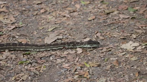 Python Slithering in Binna Burra Video stock 306287704