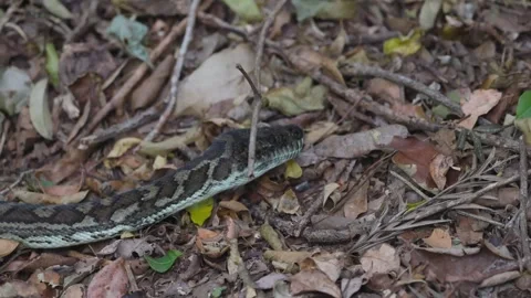 Python Slithering in Binna Burra Forest Video stock 306841010