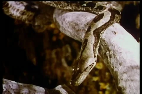 Python slithering on branch 스톡 동영상 11351082