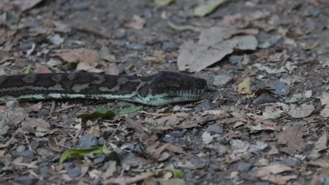 Python Slithering in Lamington National Park Video stock 301283408