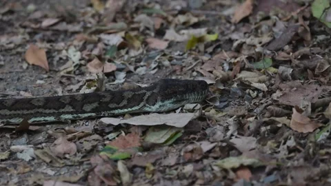 Python Slithering in Lamington National Park Video stock 301946399