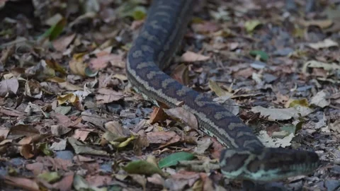 Python Slithering in Lamington National Park 스톡 동영상 303340916