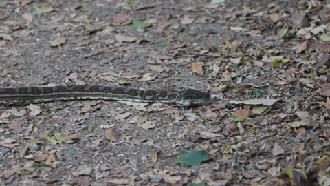 Python Slithering in Lamington National Park 스톡 동영상 303948895