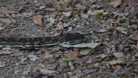Python Slithering in Lamington National Park Stock Footage 308143506