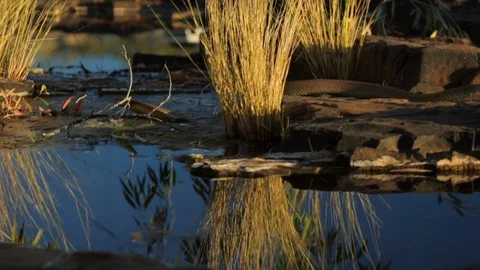 A python slithering next to a creek Stock Footage 100351032