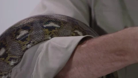 Python slithering over zookeepers arm Stock Footage 69183813