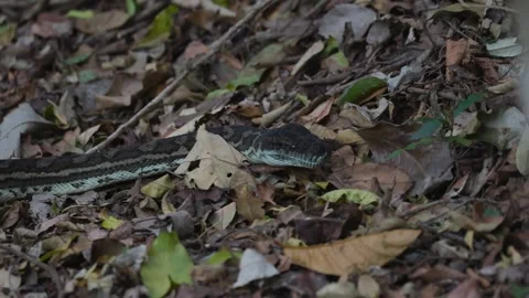 Python Slithering Through Leafy Forest 스톡 동영상 305296142