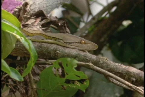 A python slithers across a tree branch. 스톡 동영상 551969