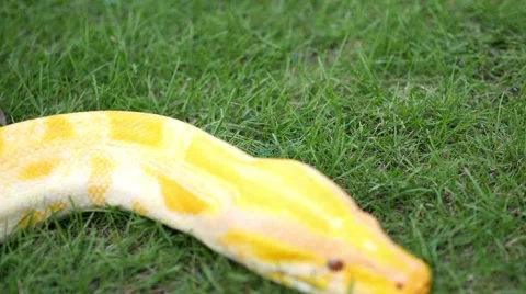 A Python slithers on the ground 動画素材 65215922