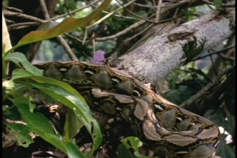 A python slithers up a jungle branch. Stock Footage 551971