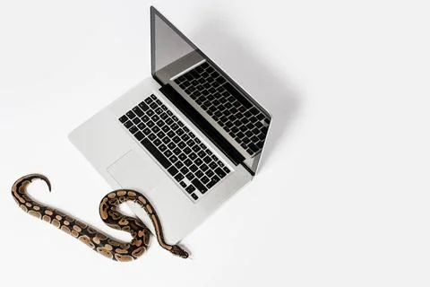 Python snake and laptop computer. Concept of using high-level programming ... Stock Photos