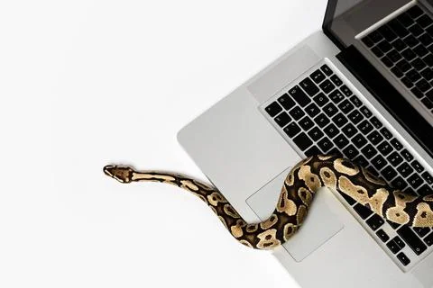 Python snake and laptop computer. Concept of using high-level programming ... Photos