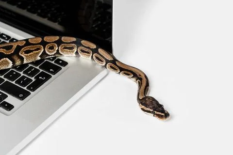 Python snake and laptop computer. Concept of using high-level programming ... Stock Photos